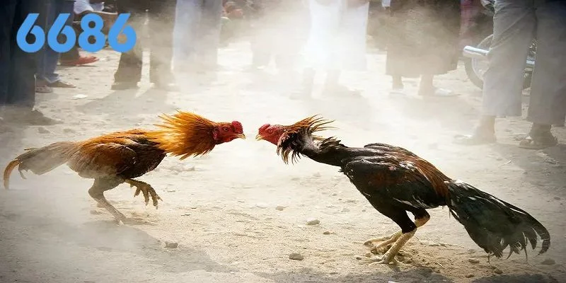 .Bật mí những bí quyết giúp gia tăng cơ hội thắng khi chơi đá gà