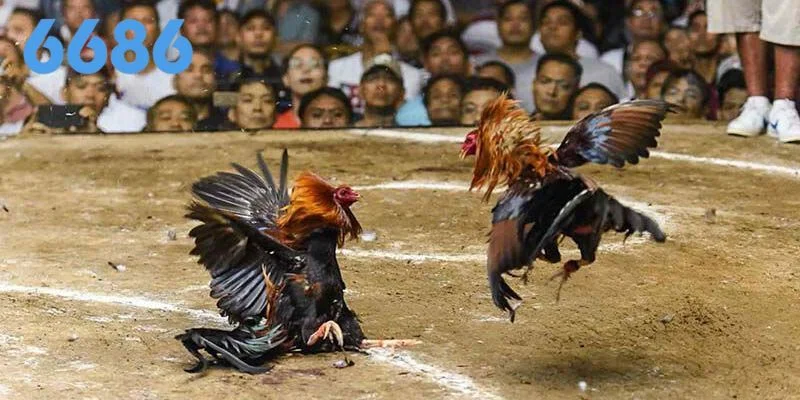 Tìm hiểu các thông tin cơ bản về đá gà C1