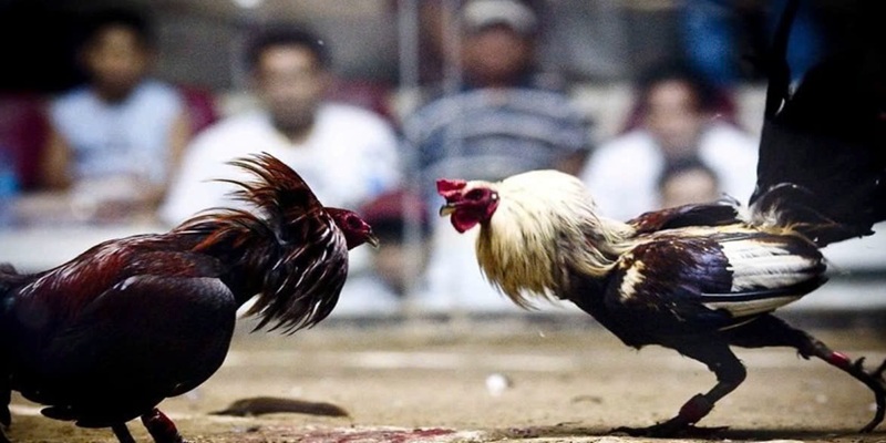 Các rủi ro chuẩn chỉ