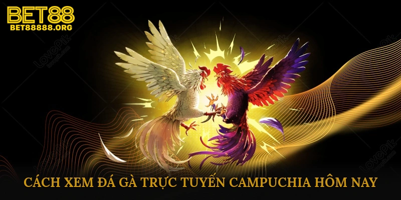 Cách xem đá gà trực tuyến Campuchia hôm nay