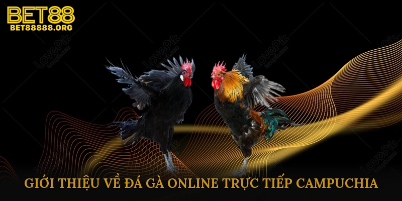 Giới thiệu về đá gà online trực tiếp Campuchia