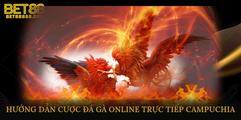 Hướng dẫn cược đá gà online trực tiếp Campuchia