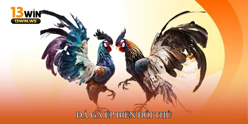 Đá gà Ép biên đối thủ