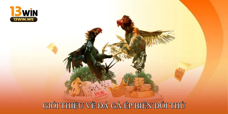 Giới Thiệu Về Đá Gà Ép Biên Đối Thủ