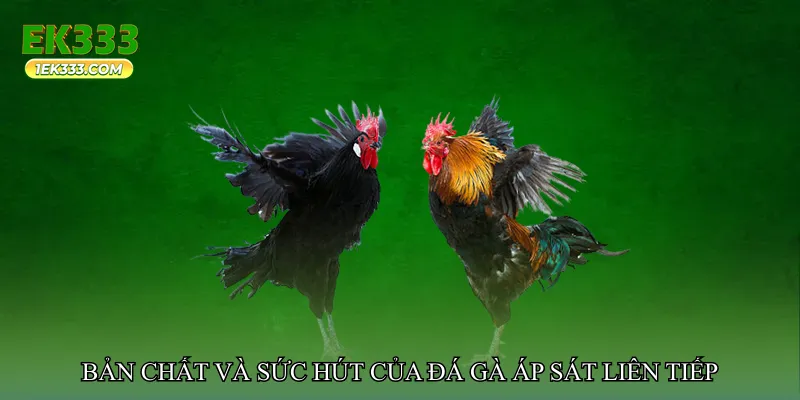 Bản chất và sức hút của đá gà áp sát liên tiếp