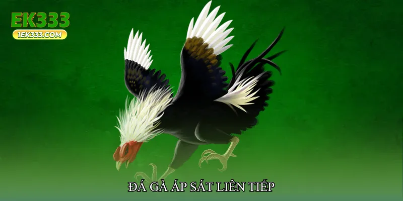 Đá gà áp sát liên tiếp