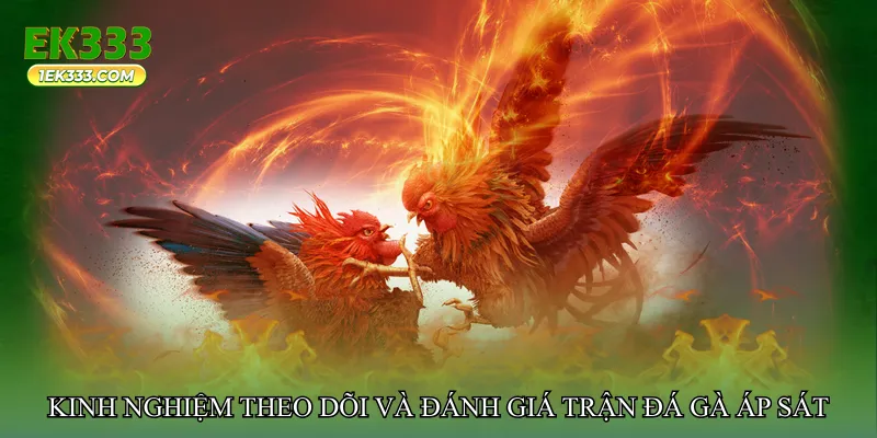 Kinh nghiệm theo dõi và đánh giá trận đá gà áp sát liên tiếp