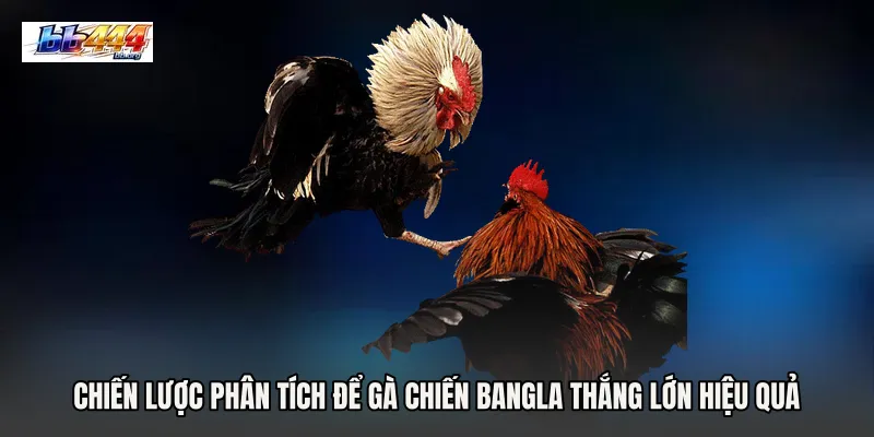 Chiến lược phân tích để Gà chiến Bangla thắng lớn hiệu quả