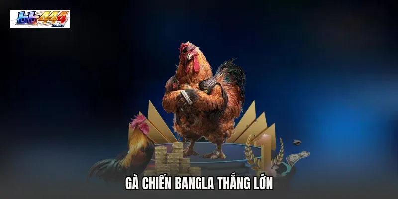 Gà chiến Bangla thắng lớn