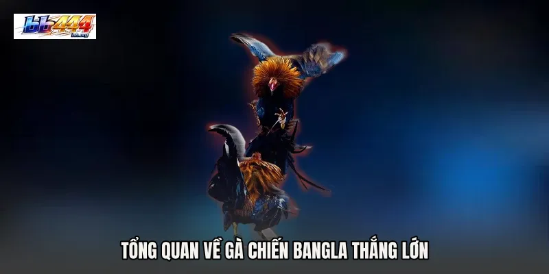 Tổng quan về Gà chiến Bangla thắng lớn